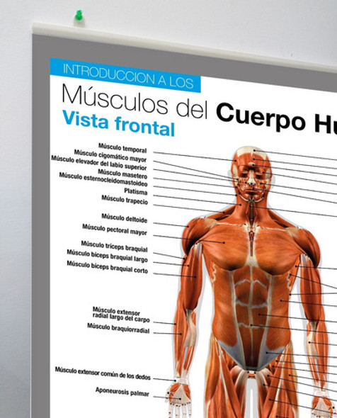 Poster En Lona Los Músculos 70 X 120 Cms Para Colgar 0