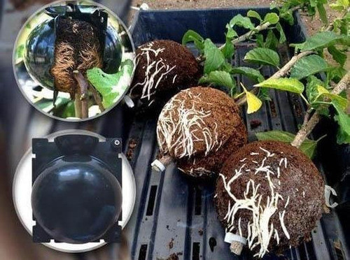 Esfera Multiplantas Para Enraizamento Ki Com 2 Unidades 1