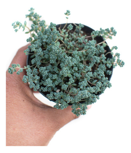 Sedum Dasyphyllum Minor Suculenta Colección N° 8 0