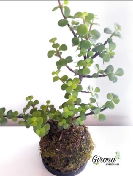 Planta Del Dinero, Planta De La Moneda Kokedama 0