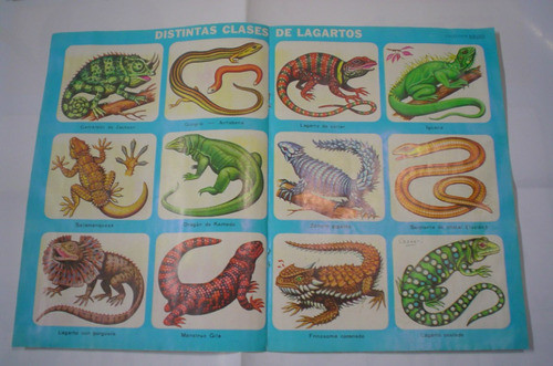 Lagarto Cesartu Lamina Anteojito Monstruo Gila Salamanquesa 0