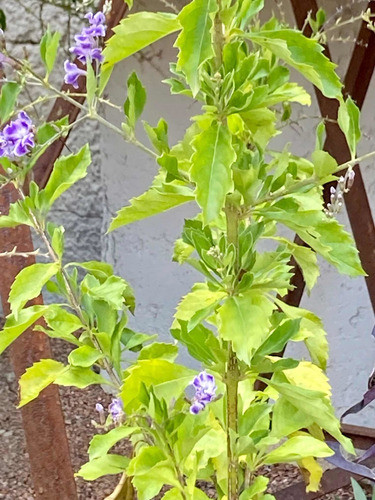 Duranta Erecta Flor Violeta Ideal Patio 1