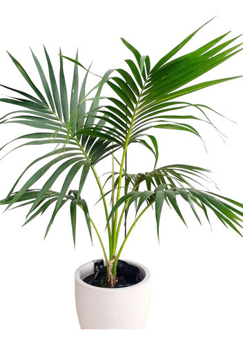 Palemera Kentia !! 1