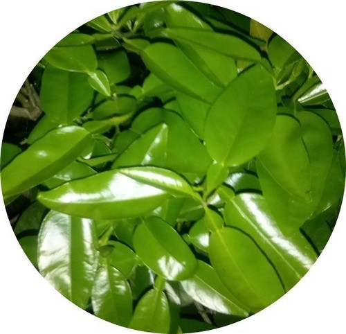 Jabon Potasico Organico Ultra Concentrado Para Diluir 1
