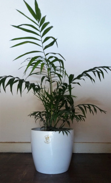 Planta De Interior Chamadorea Elegans Con Maceta Premium 1