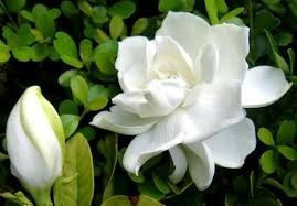 Aceite Esencial Gardenia 100ml Masajes Uso Cosmètico Puro 1