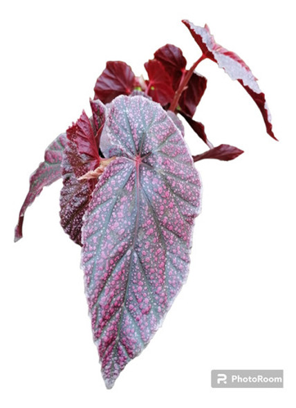 Begonia Ala De Ángel Rojo Intenso, Hermosa 0