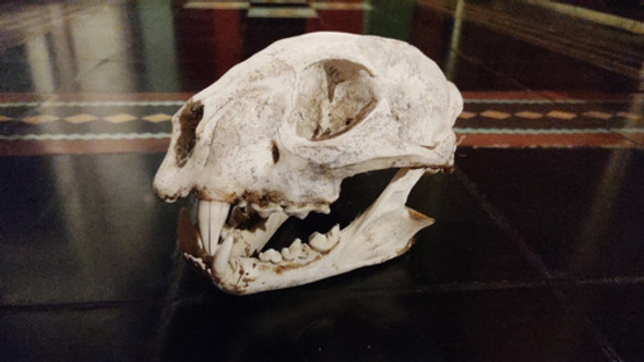 Cabezas No Cráneos De Puma 0