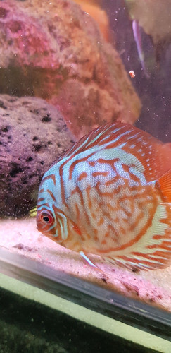 Pez Discus Turquesa 0
