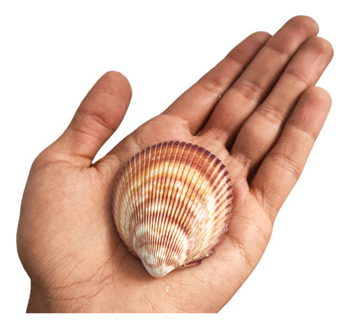 Concha Do Mar Natural Grande Artesanato Decoração - 10 Peças 1