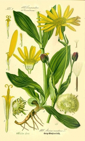 Arnica - Botánica - Otto Wilhelm Thomé - Lámina 45x30 Cm. 1