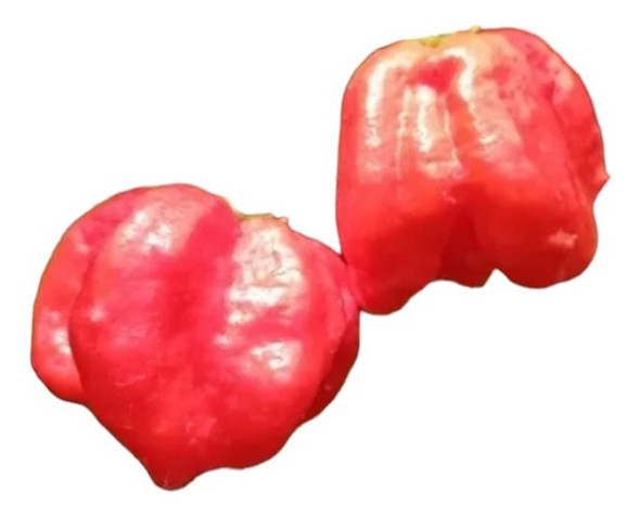 Picante Carolina Reaper Plantines 0 Picante Carolina Reaper Plantines 0