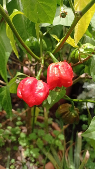 Picante Carolina Reaper Plantines 1 Picante Carolina Reaper Plantines 1