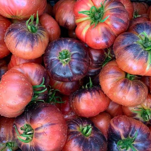 Semillas Tomate Blue Beauty - Kit Siembra Inc - Envíos 0