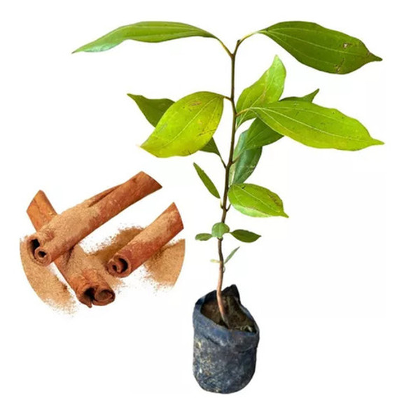 Muda De Canela Da Índia Altura De 0,30 Cm A 0,80 Cm 0