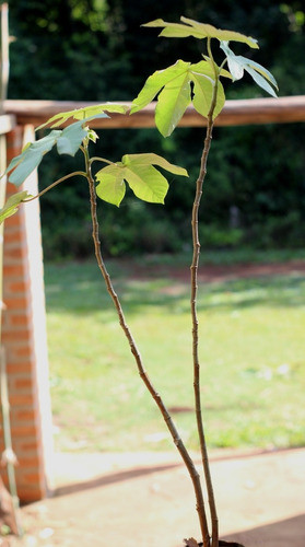 Planta Cecropia Pachystachya Ambay, 1 Metro Envio Economico 1