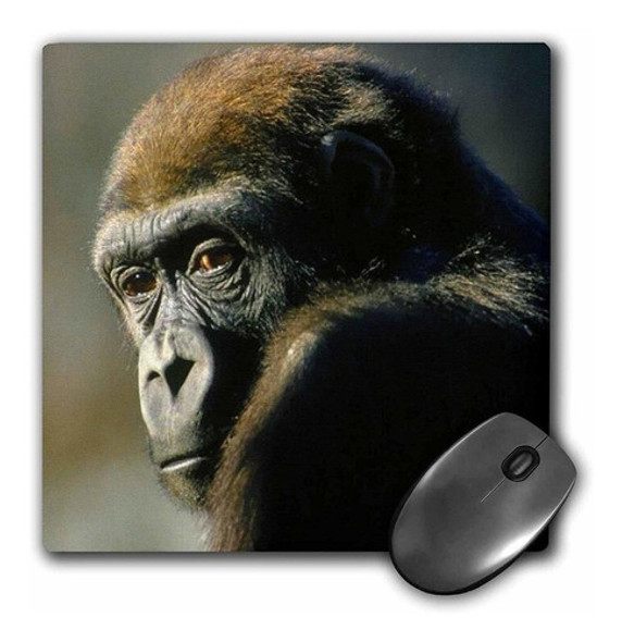 3drose Llc 8 x 8 x 0.25 inches Gorilla Portrait Mouse Pad 0
