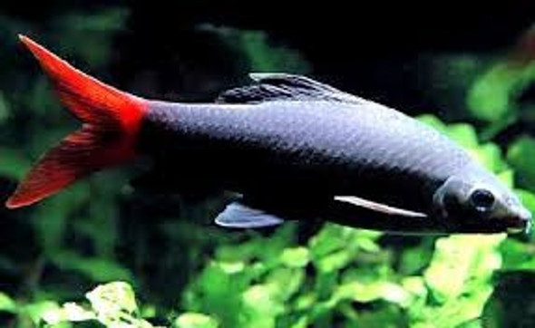 Labeo Bicolor Chico Surtido Super Oferta Por Mundo Acuatico 0