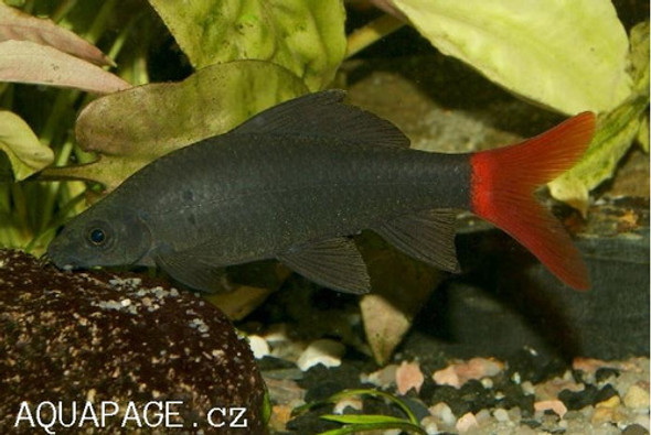 Labeo Bicolor Chico Surtido Super Oferta Por Mundo Acuatico 1