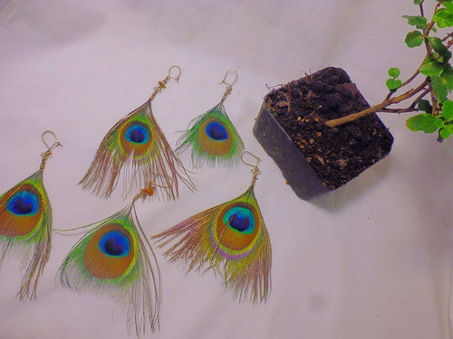 Caravana Pavo Real Pluma 1