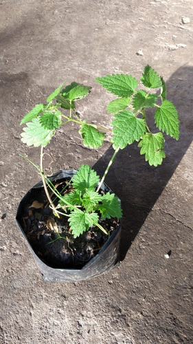 Plantas De Ortiga 0