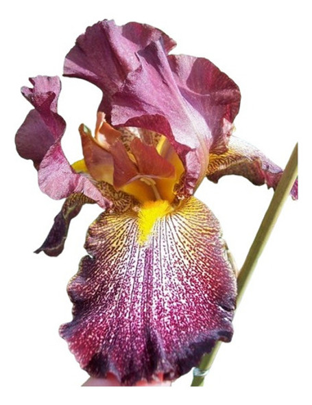 Iris Germánica Can Can Red Lirio Barbado Rizomas 0