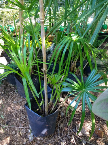 Falso Papiro (cyperus Alternifolius) 1
