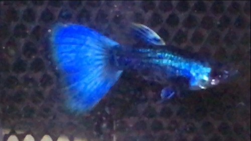 Peces Lebistes O Guppys  3 Parejas De Guppys De Linea 0