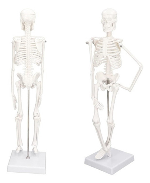 Esqueleto Cuerpo Humano Con Soporte Para Enseñanza 22 Cm 0