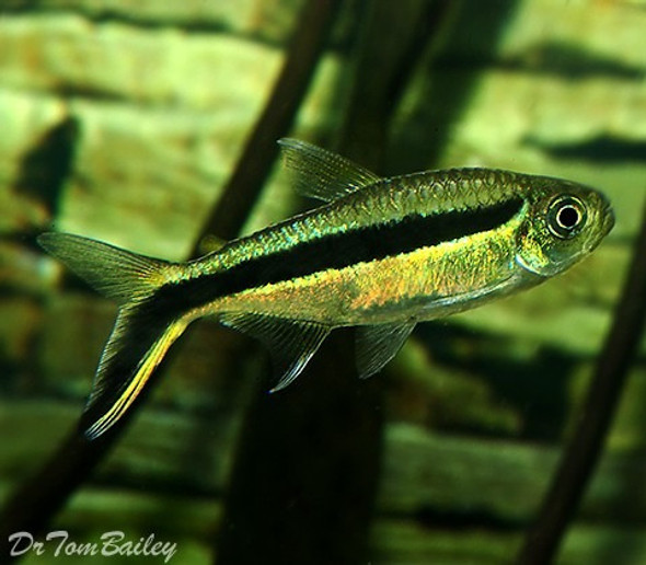 Thayeria Oblicua Surtida A Mundo Acuatico 1