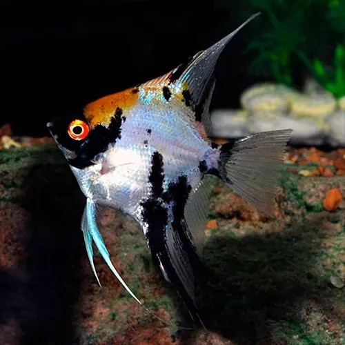 Escalares Koi Medianos 12 Cm 0