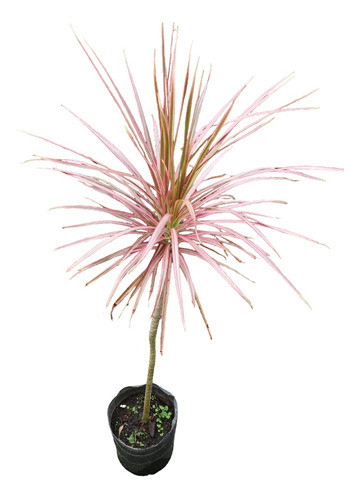 Dracena Tricolor Envío Gratis 0
