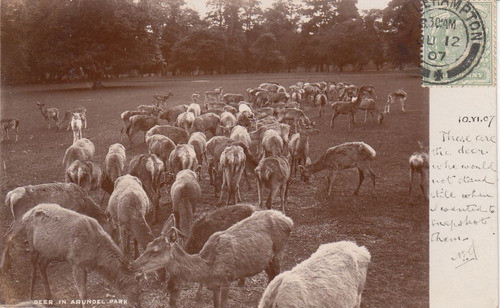 Antigua Postal Inglesa 1907 Arundel Park Con Ciervos Sello 0