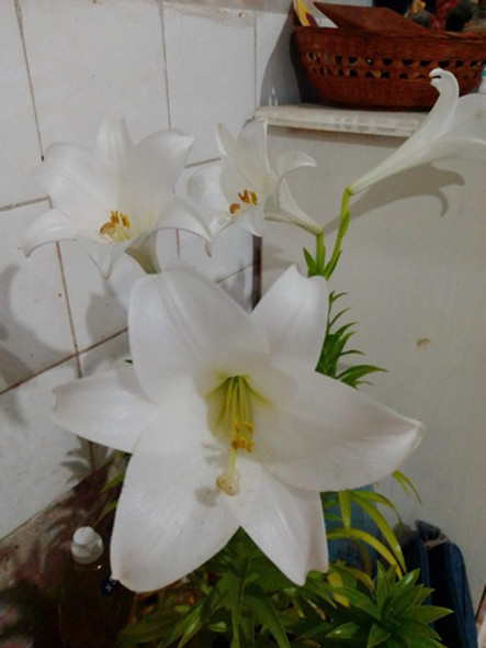 Bulbos Azucena Blanca 1