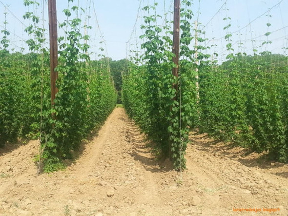 Sobre Para Sembrar 15 Plantas De Lupulo Cerveza Artesanal 1