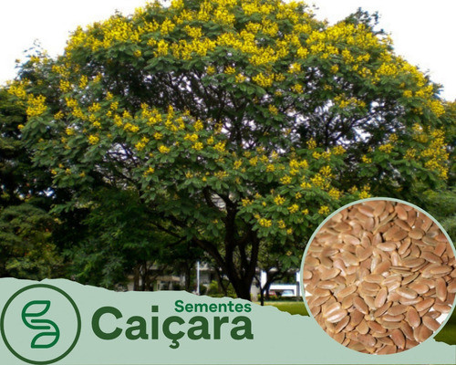 Sementes De Árvore Canafístula 100g 0