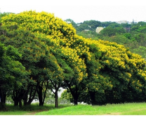 Sementes De Árvore Canafístula 100g 1