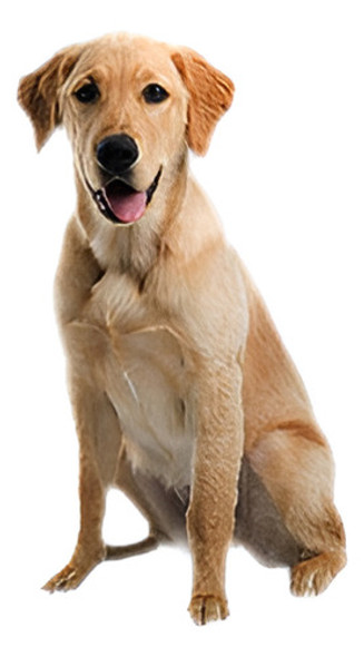 Gran Mascota Perro Gato Cachorro Amortiguador Casa Perrera C 0