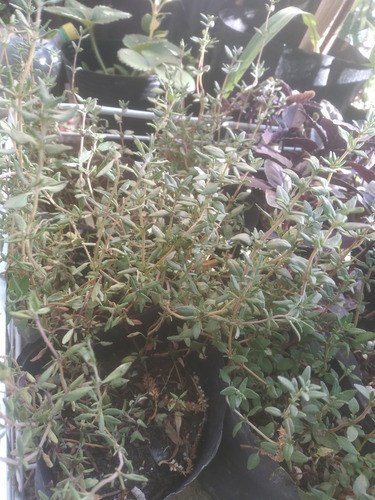 Planta De Tomillo, Especia Aromática 0