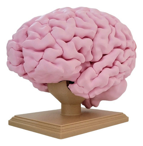 Cerebro Humano De Tamaño Completo Educativa/biologia 0
