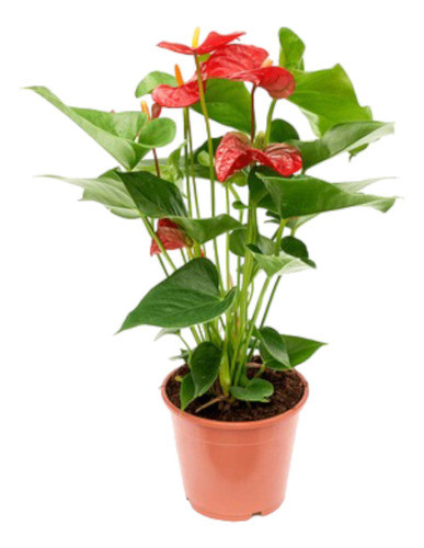 Anturio Envío Gratis 0