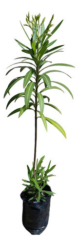 Laurel De Flores Blancas 0