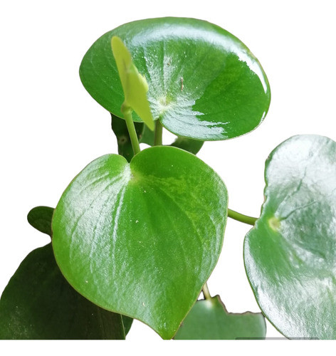 Planta Peperomia Polybotrya Ideal Para Interior 0