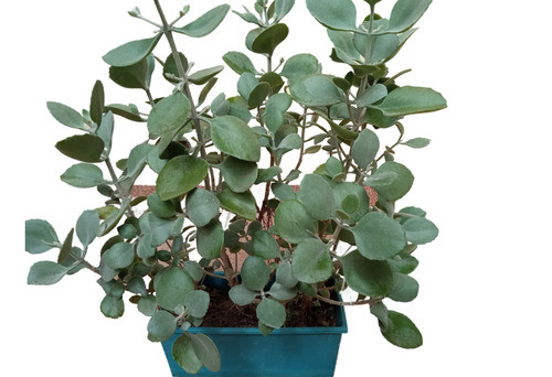 Planta Kalanchoe Pumila (gris) 0