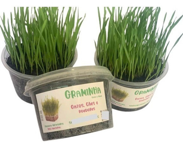 6 Kits Plante Sua Graminha Para Gatos, Cachorros E Roedores 0