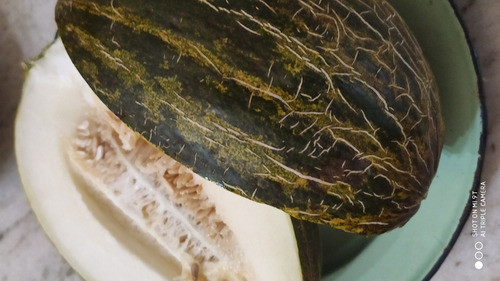 Sobre Semilla Melón Piel De Sapo 0