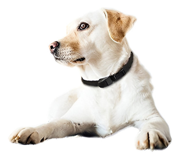 Perro Static Shock Anti Corteza Medio Collar De Perros Grand 0