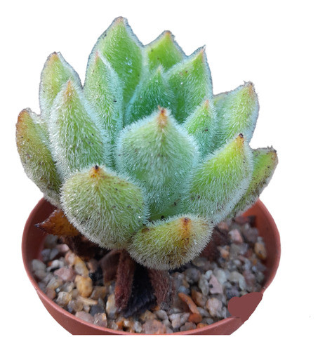 Echeveria Bombycina, Planta Suculenta. 0