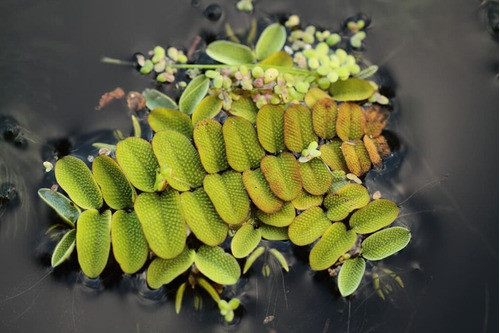 Plantas Flotantes Surtidas!!! 0