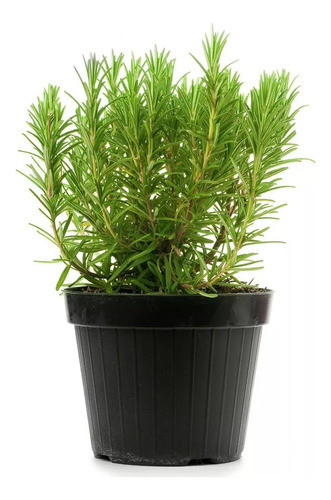 Plantas De Romero, Diferentes Tamaños 0